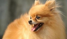 博美爆料新闻视频播放下载